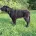 Lurcher