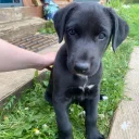 Lurcher