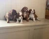 Cavalier King Charles Spaniel