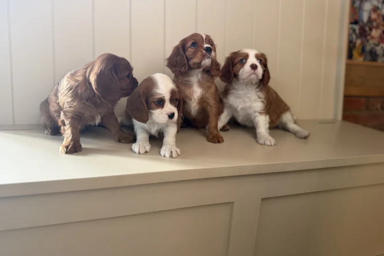Cavalier King Charles Spaniel