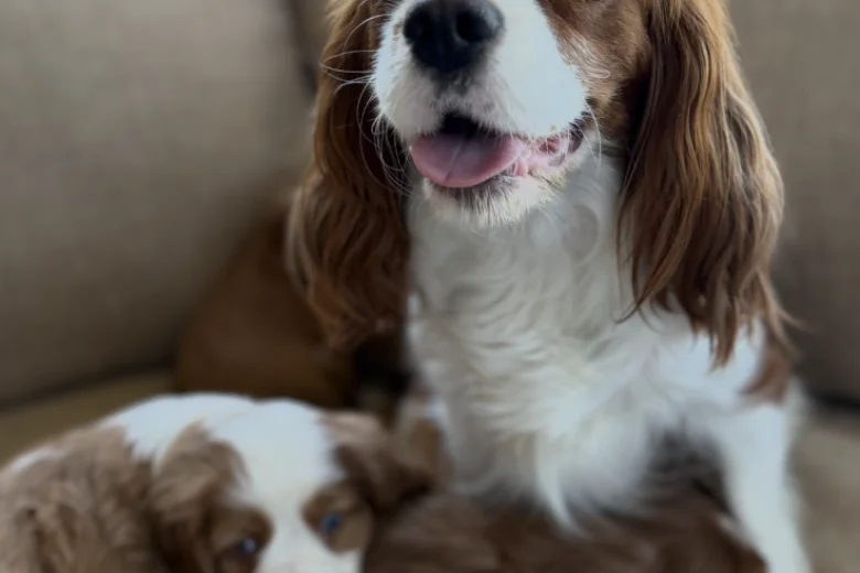 Cavalier King Charles Spaniel
