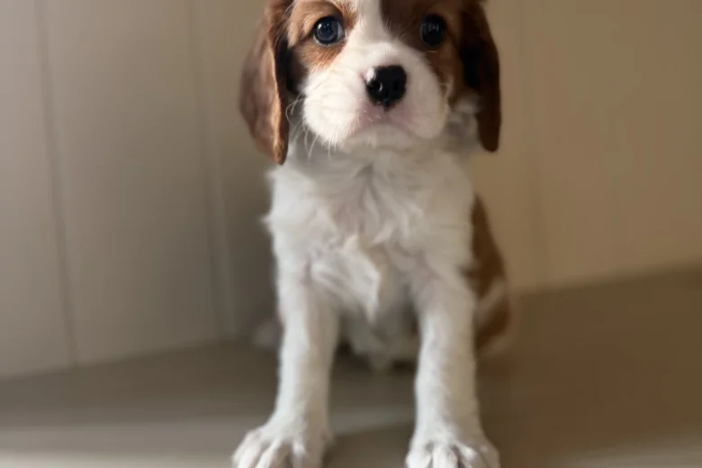 Cavalier King Charles Spaniel