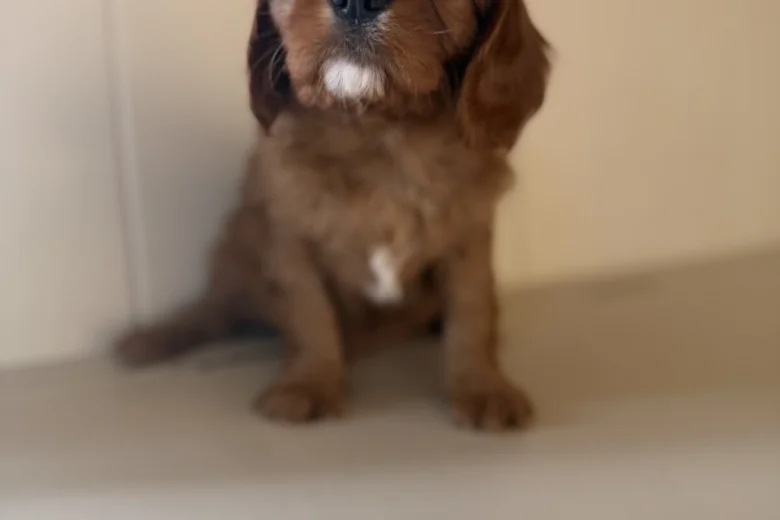 Cavalier King Charles Spaniel