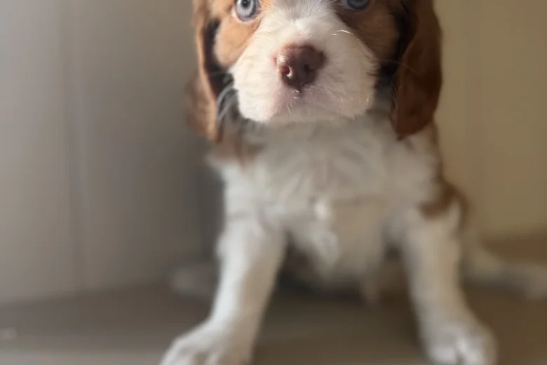 Cavalier King Charles Spaniel