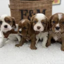 Cavalier King Charles Spaniel
