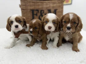 Cavalier King Charles Spaniel