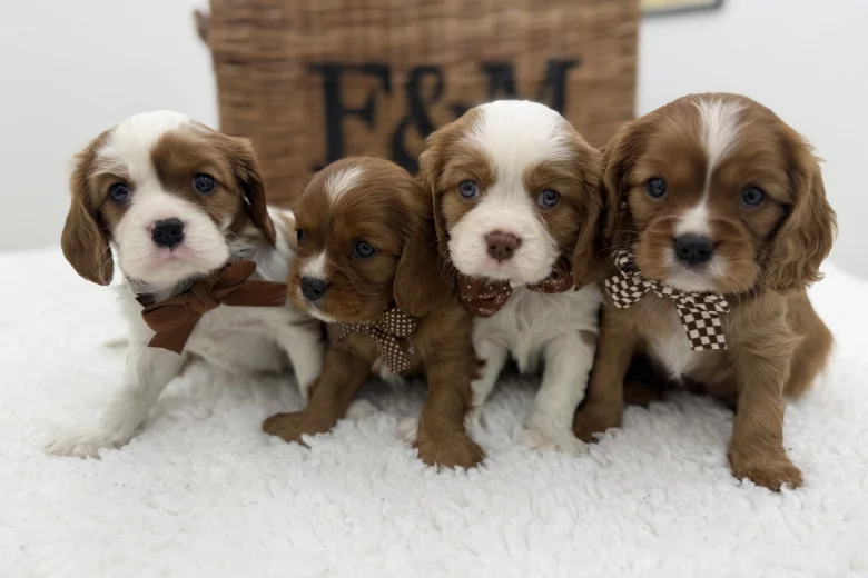Cavalier King Charles Spaniel