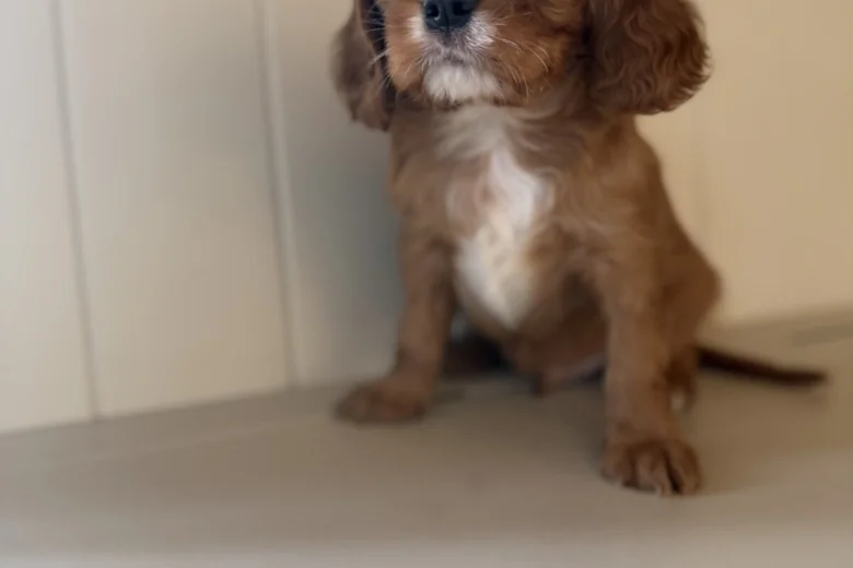Cavalier King Charles Spaniel