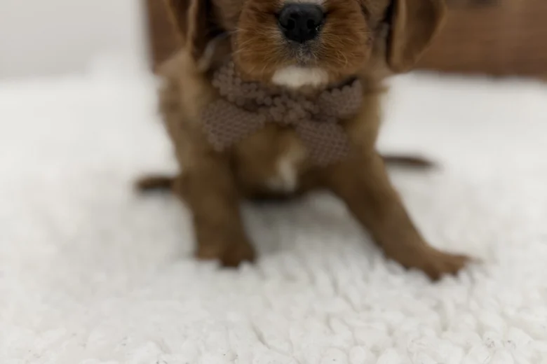 Cavalier King Charles Spaniel