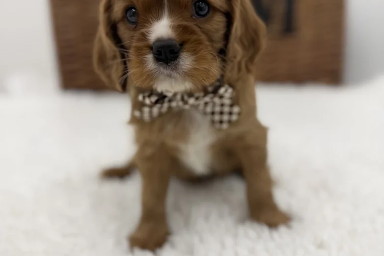 Cavalier King Charles Spaniel