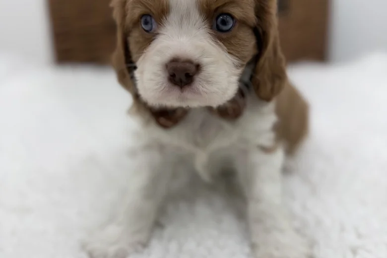 Cavalier King Charles Spaniel