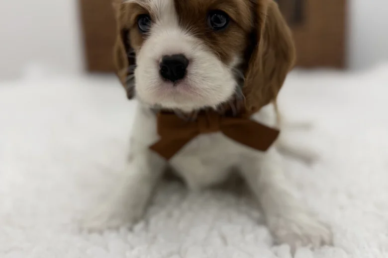 Cavalier King Charles Spaniel