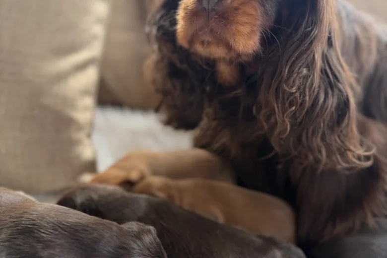 Cavalier King Charles Spaniel