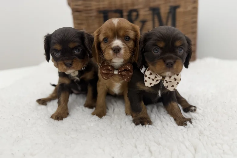 Cavalier King Charles Spaniel