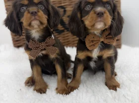 Cavalier King Charles Spaniel