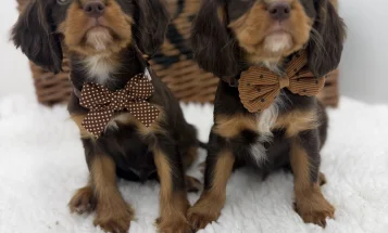 Cavalier King Charles Spaniel