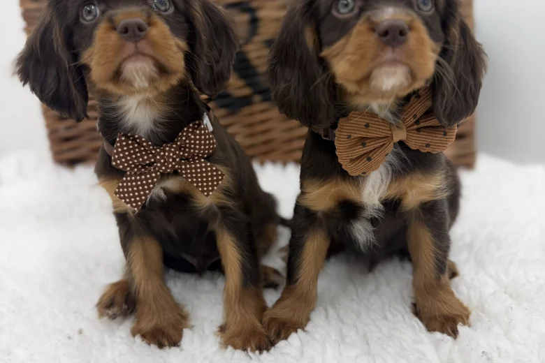 Cavalier King Charles Spaniel