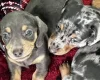 Dachshund (Smooth Haired)