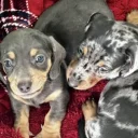 Dachshund (Smooth Haired)