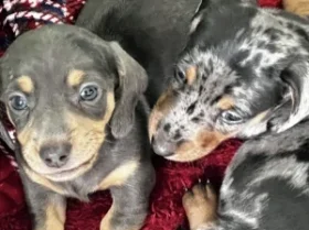 Dachshund (Smooth Haired)