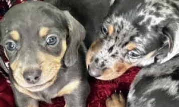 Dachshund (Smooth Haired)