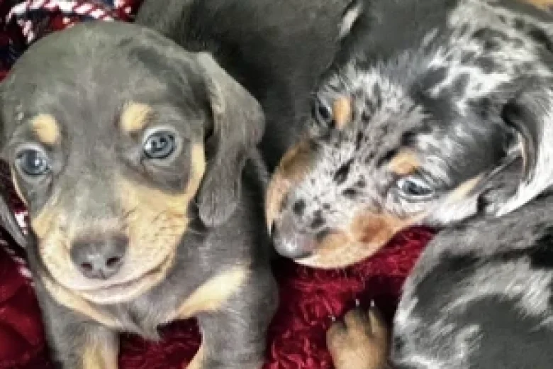 Dachshund (Smooth Haired)