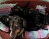 Dachshund (Smooth Haired)