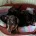Dachshund (Smooth Haired)