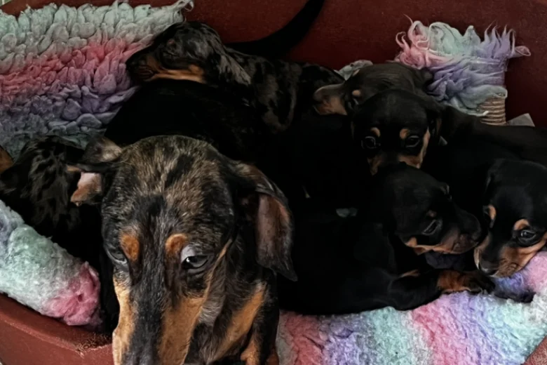 Dachshund (Smooth Haired)