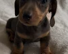 Dachshund (Smooth Haired)