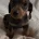 Dachshund (Smooth Haired)