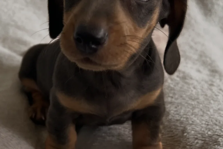 Dachshund (Smooth Haired)