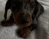 Dachshund (Smooth Haired)