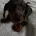 Dachshund (Smooth Haired)