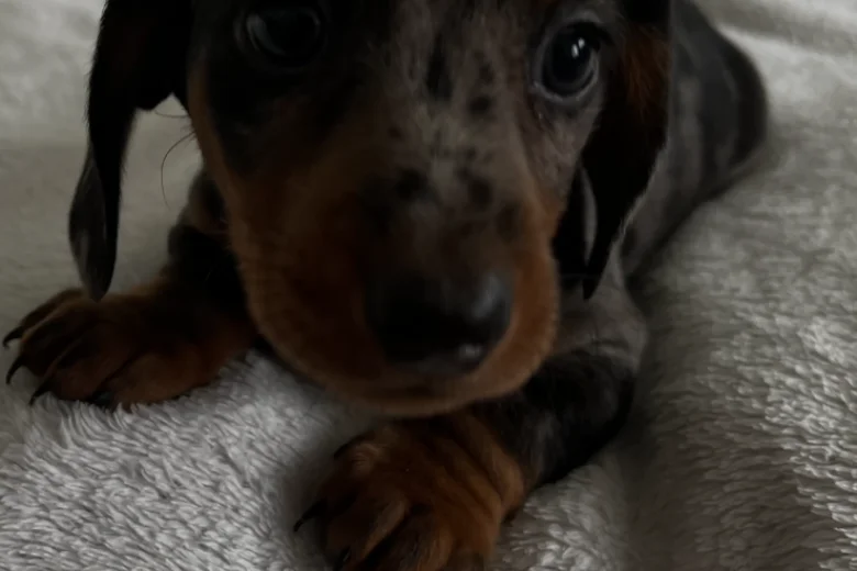 Dachshund (Smooth Haired)