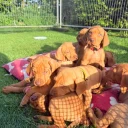 Hungarian Vizsla