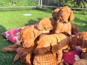 Hungarian Vizsla