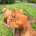 Hungarian Vizsla