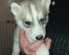 Siberian Husky