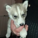 Siberian Husky