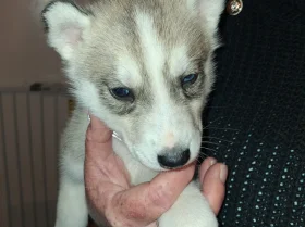 Siberian Husky