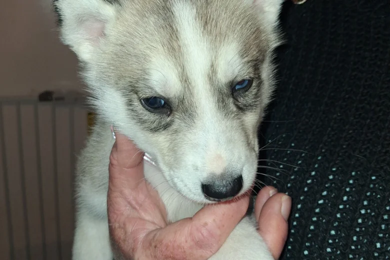 Siberian Husky
