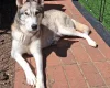 Siberian Husky