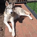Siberian Husky