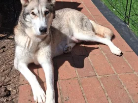 Siberian Husky