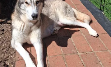 Siberian Husky
