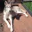 Siberian Husky
