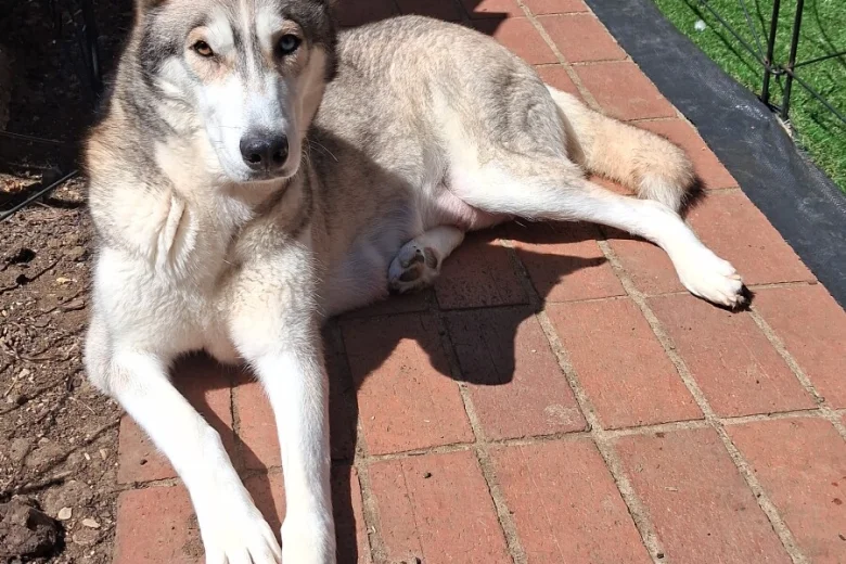 Siberian Husky