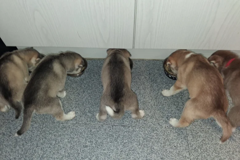 Siberian Husky
