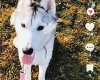 Siberian Husky